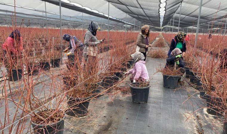 Kurumsal hayatı bıraktı, Manisa'da bir ilke imza attı: 55 ton üretim...