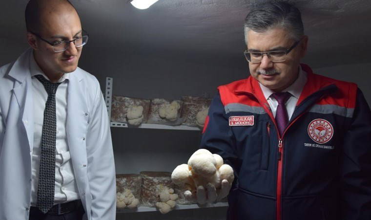 Evinin bodrumunda yetiştiriyor,  kilosunu 2 bin TL'ye satıyor! Alzheimer hastaları için şifa kaynağı...