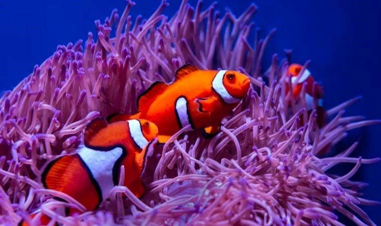 Japon bilim insanları araştırdı: Nemo'lar yalnız kalmayı seviyor