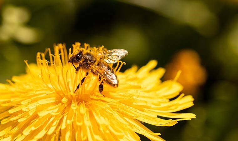 Paraşütlü tohumlar!