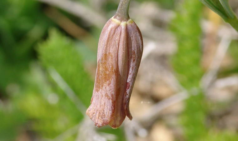 Mersin'de keşfedildi, koruma altına alınacak