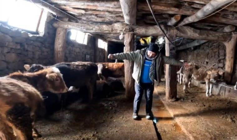 İneklerine 'Dilber' Şarkısını dinletti: Streslerini alıyorum