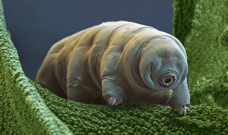 Uzayda hayatta kalabilen Tardigradlar 'fıçı haline' geliyor