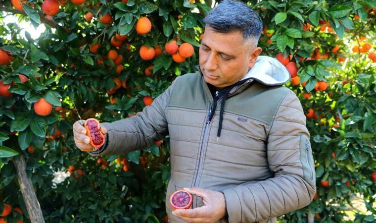 Bu portakaldan kan akıyor! Adana’da hasat ediliyor, dönüm başı 60 bin lira kazandırıyor...