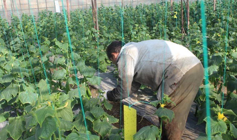 Antalya'da hasat fiyat tartışmaları ile sürüyor! 'Tarlada 1 liraya satıldı şimdi manavda 70 lira!'