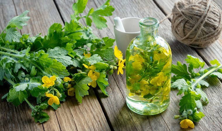 Mitolojik ve folklorik hikayelerde adı geçiyor! Kırlangıç otunun şaşırtan faydaları....