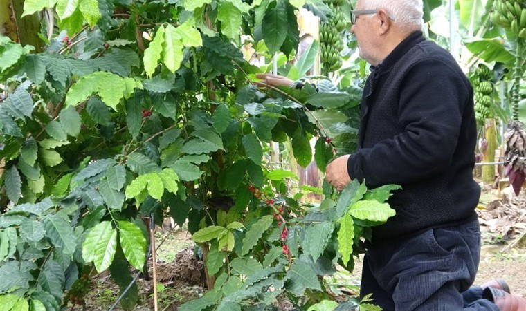 Arkadaşı tarafından hediye edilmişti! Mersin'de kahve ağacı 3 yıl sonra ilk meyvesini verdi...