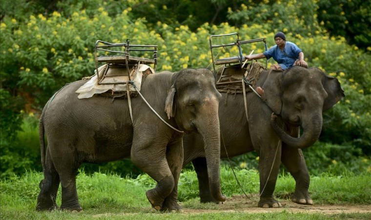 Yiyecek ve para dilenmek için kullanılıyormuş: Tayland'da bir fil, sahibini ezerek öldürdü!