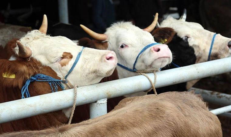 TÜİK: 2023'te büyükbaş ve küçükbaş hayvan sayıları azaldı