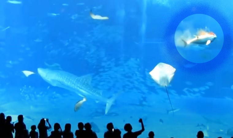 'Okyanusların Ferrari'si' adıyla tanınıyor...