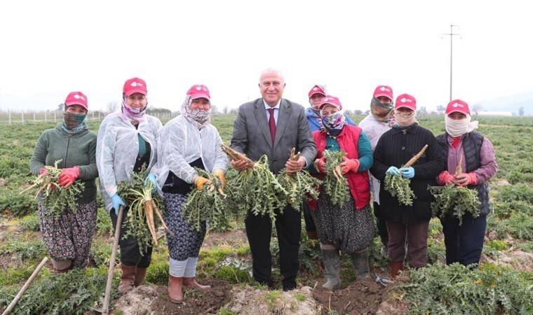 2 yıl önce ekilmişti, ilk hasadı başladı! Efeler'den dünyanın her yerine gönderilecek