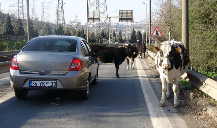 TEM Otoyolu'nda 'büyükbaş' şoku: Ortalığı birbirine kattılar