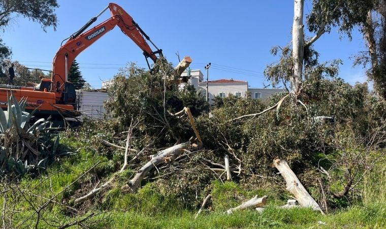 TİP’ten Foça’daki ağaç kıyımına suç duyurusu