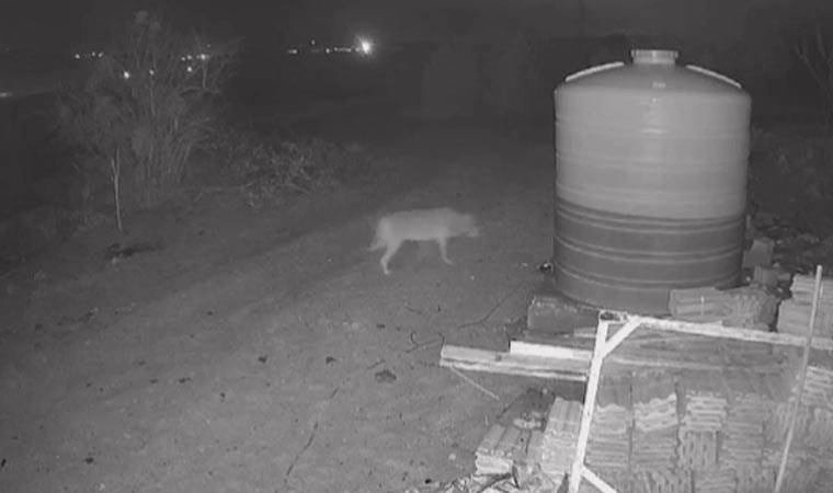 Nevşehir'de kurt yerleşim yerine indi, yiyecek aradı: O anlar güvenlik kamerasına yansıdı