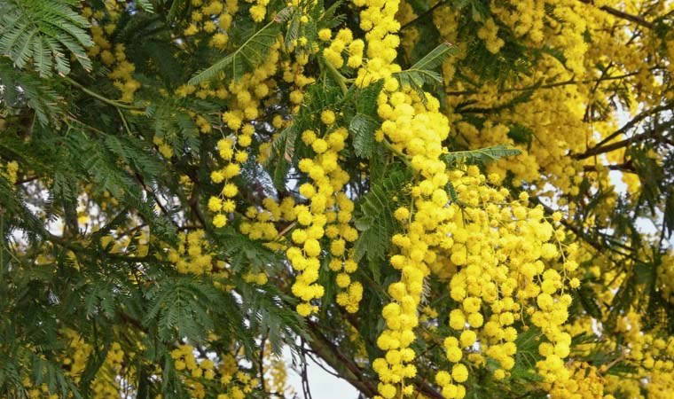 Baharın müjdecisini evinize taşıyın: Kadınların çiçeği Mimoza
