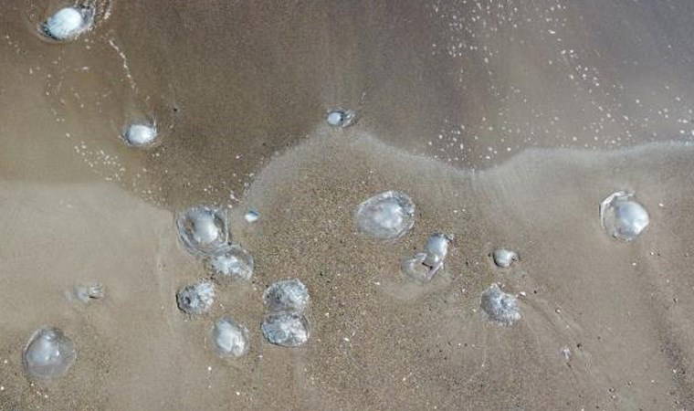 Mersin'de denizanaları kıyıya vurdu