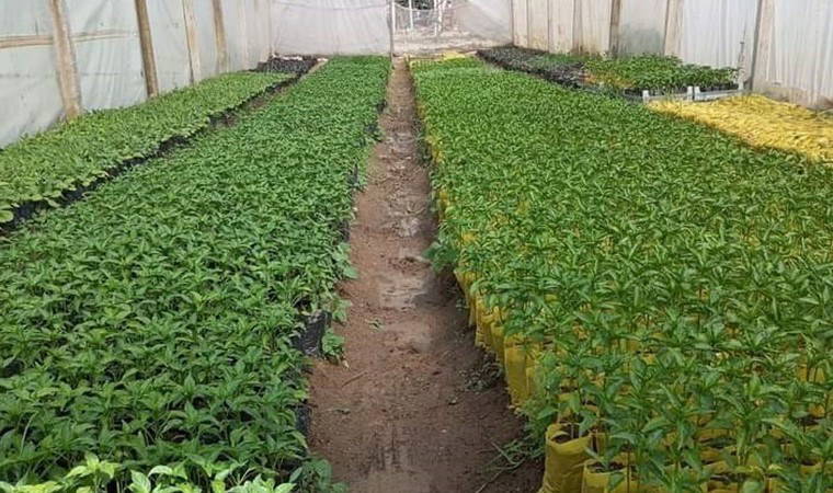 Sarıgöl Ovası'nda fideler toprakla buluşmaya başladı