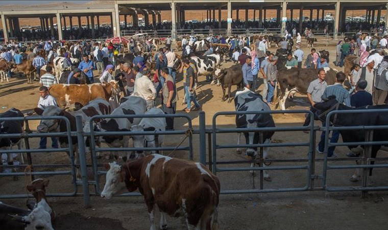 CHP'li Gürer: Hayvan varlığı azalınca, pazarda hayvan sayısı da azaldı!