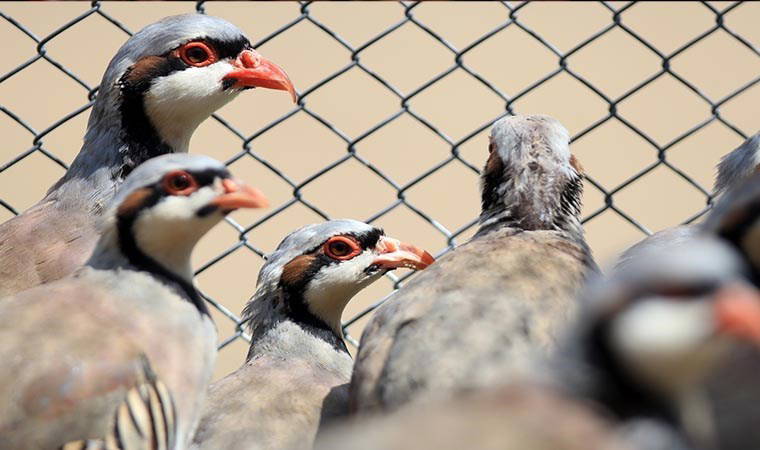 Kars'ta tuzak kurarak keklik avı yapan 3 kişiye yüklü para cezası