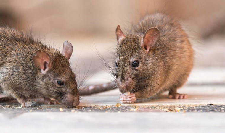 'Kafaları uçtu, hepsini kemirdiler...'