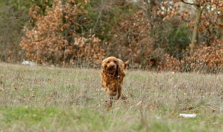 Özel eğitimli köpeklerle toplanıyor! 70 Euroya satılıyor...
