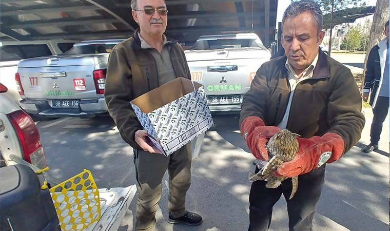 Yaralı şekilde bulunan kulaklı orman baykuşu tedavi altına alındı