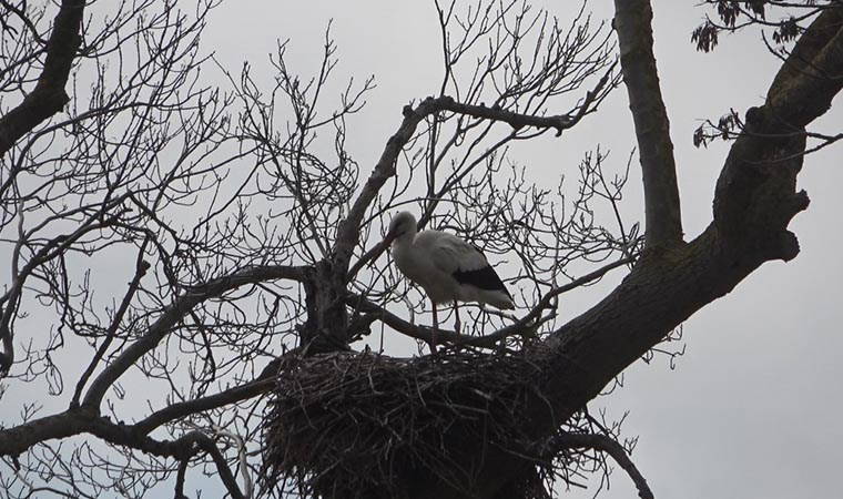 Afrika'dan gelen leylekler Leylek Ormanı'na yerleşti: 5 ay Samsun'da kalacaklar