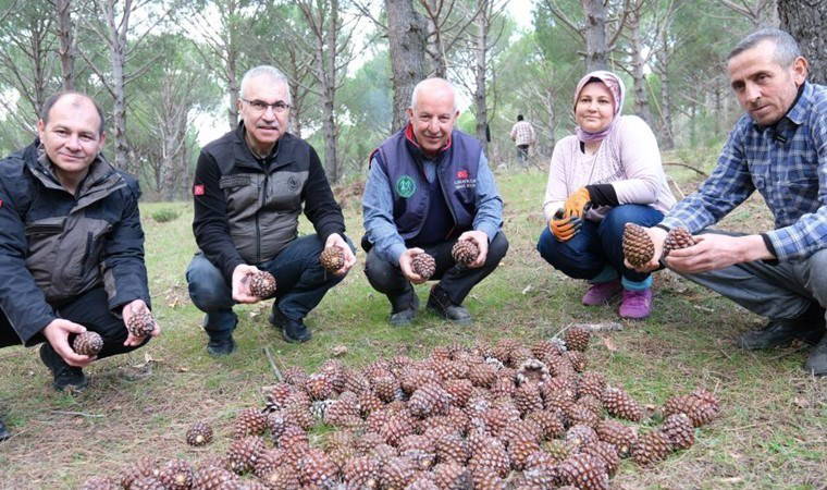 Türkiye'nin fıstık ambarında bereketli hasat: Verimi 3'e katladı...