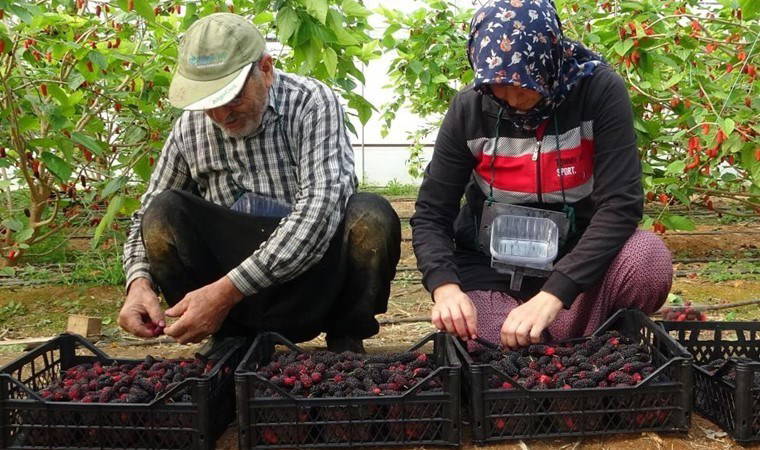 Mersin'de üreticinin yüzü gülüyor! Dönüm başı 4 ton ürün: Kilosu 80 TL