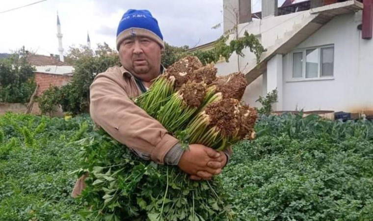 Ata tohumundan üretiliyor! Pazarda tanesi 50 lira