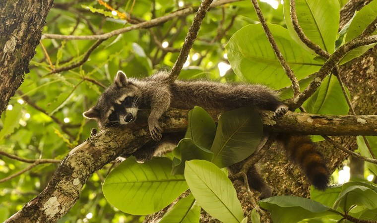 Kurtların sesiyle dönüşen doğa