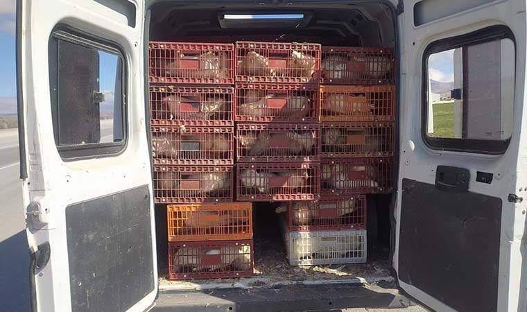 Kaçak tavuk taşımaya para cezası