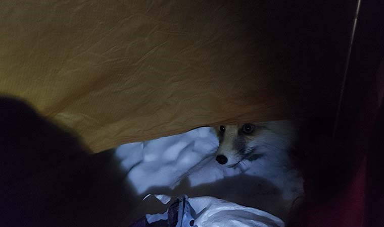 Helvanın kokusunu alan tilki çadıra dadandı