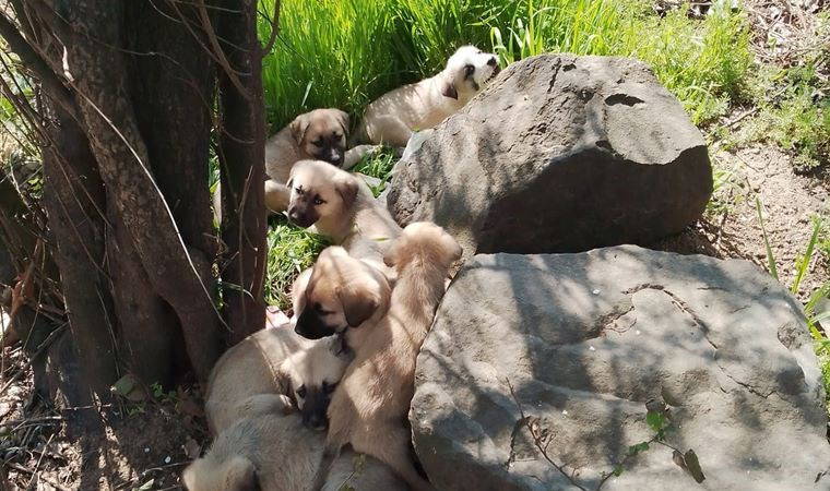 Yürekleri sızlatan görüntüler: Yavru köpekleri barınak önüne ağızları bağlı çuvallarla bıraktılar
