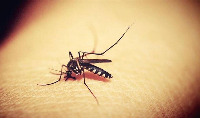 Ülkede 'dang humması' alarmı: Acil durum ilan edildi (26 Mart 2024)