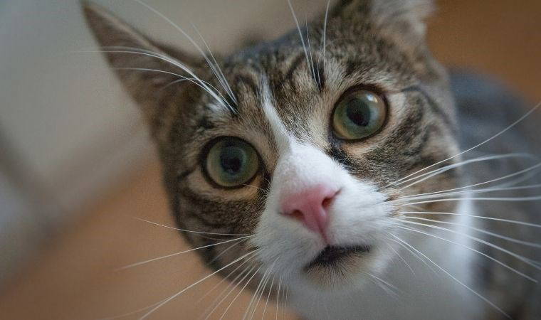 Ölen kedisini diriltmek için 50 bin dolar harcadı