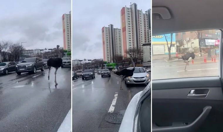 Hayvanat bahçesinden kaçtı, trafiği birbirine kattı!