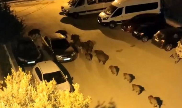 Bursa’da domuz sürüsü şehir merkezine indi