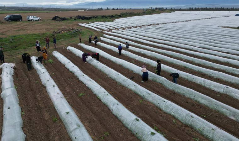 Erzin'de 15 dönümlük alanda ekiliyor: İlk hasat mayıs sonunda