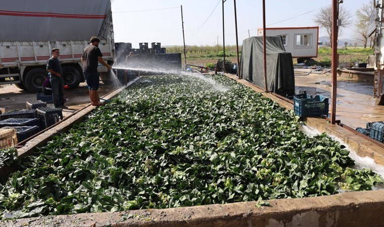 Çukurova’nın bereketli topraklarında üretiliyor: Malatya’dan talep görüyor