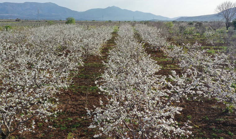Manisa'da hasat 3 hafta sonra başlıyor: Aroması ile rakip tanımıyor