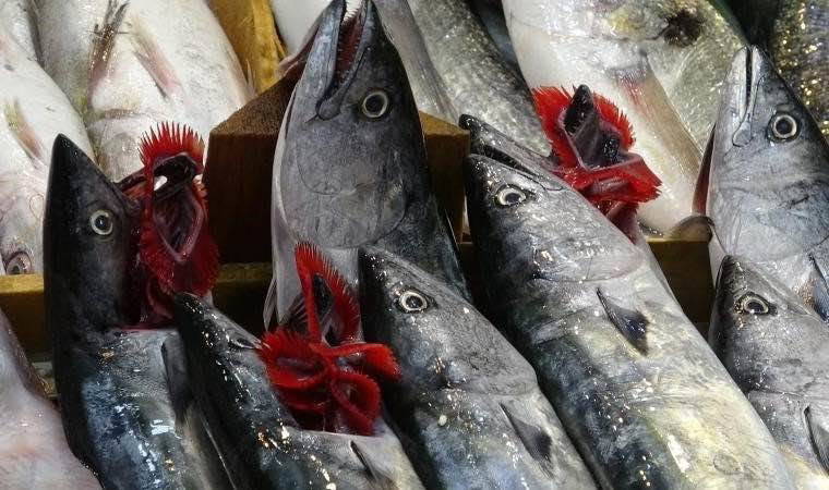 Palamut ve Torik için av yasağı başlıyor