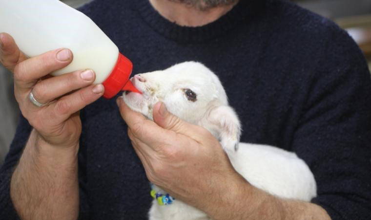 Annesi ölen kuzu lokantanın maskotu oldu