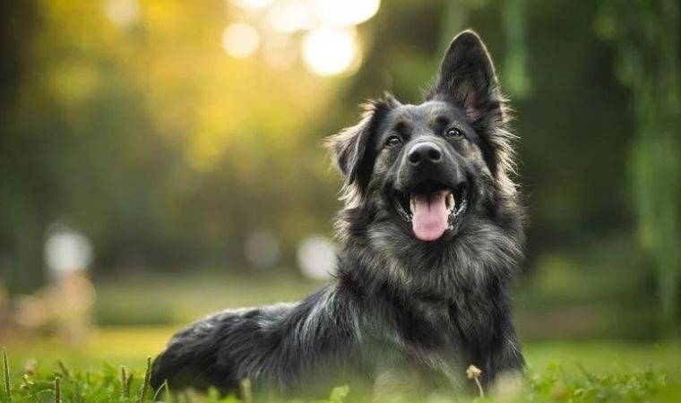 Araştırma: 'Köpekler stresin kokusunu alabiliyorlar'