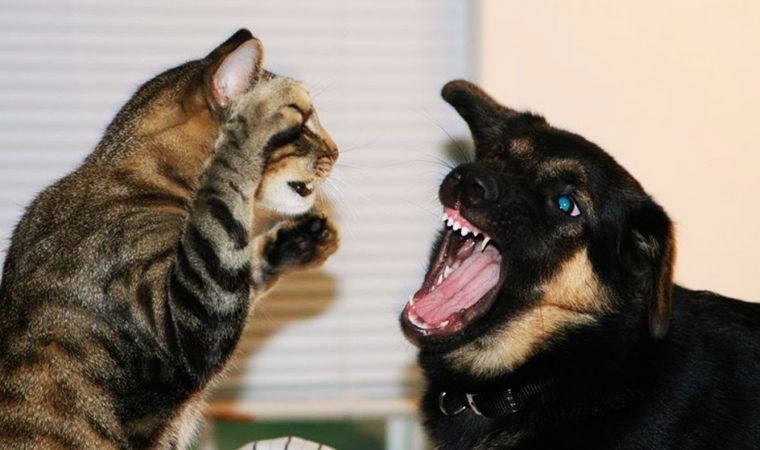 Güneş tutulması sebebiyle bazı hayvanlar garip davranabilir