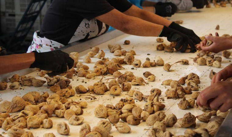 İhracatta zirveye çıktı! Dünya’nın en kaliteli incirleri burada yetişiyor...