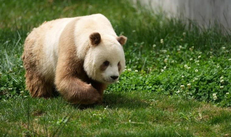 Kahverengi pandaların sırrı çözüldü