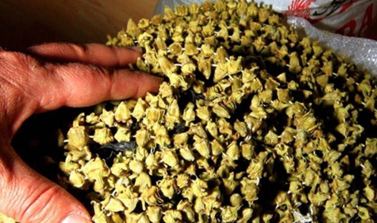 2 bin 800 dekar alanda ekimi yapılıyor! Erkenden kurutulacak