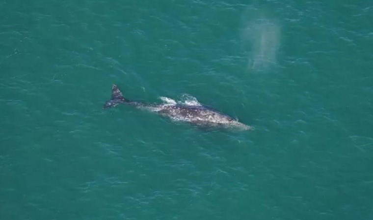 200 yıl önce nesli tükenmişti...