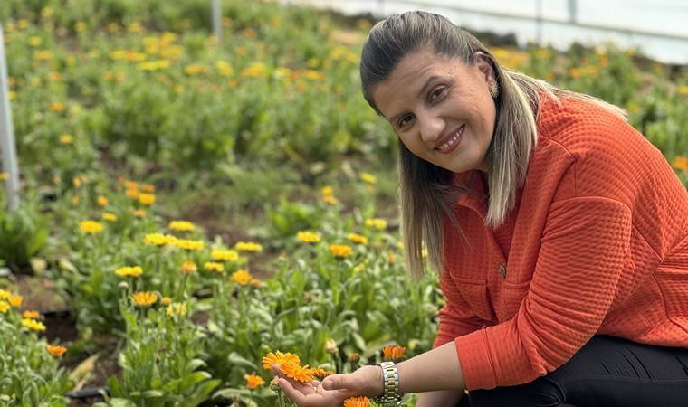 Hasat edildikten sonra krem ve sabuna dönüşecek! Cilt sağlığı için vazgeçilmez: Yılda 16 kez ürün veriyor...